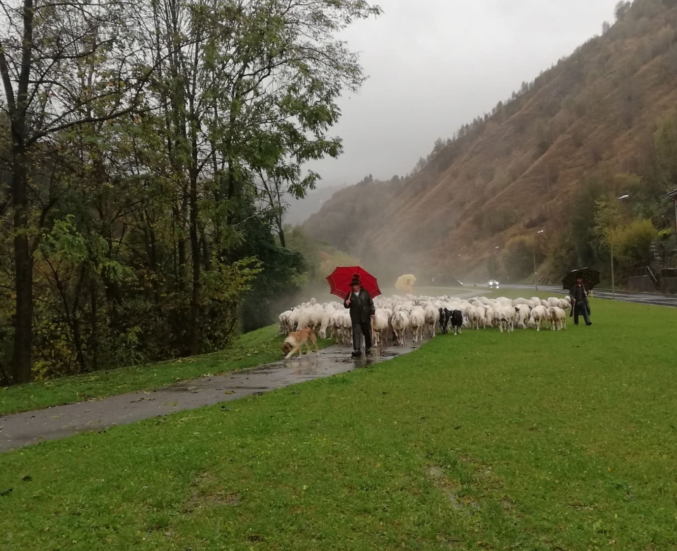 La transumanza autunnale in Val del Riso, con il gregge, i pastori e i cani lungo la strada sotto la pioggia